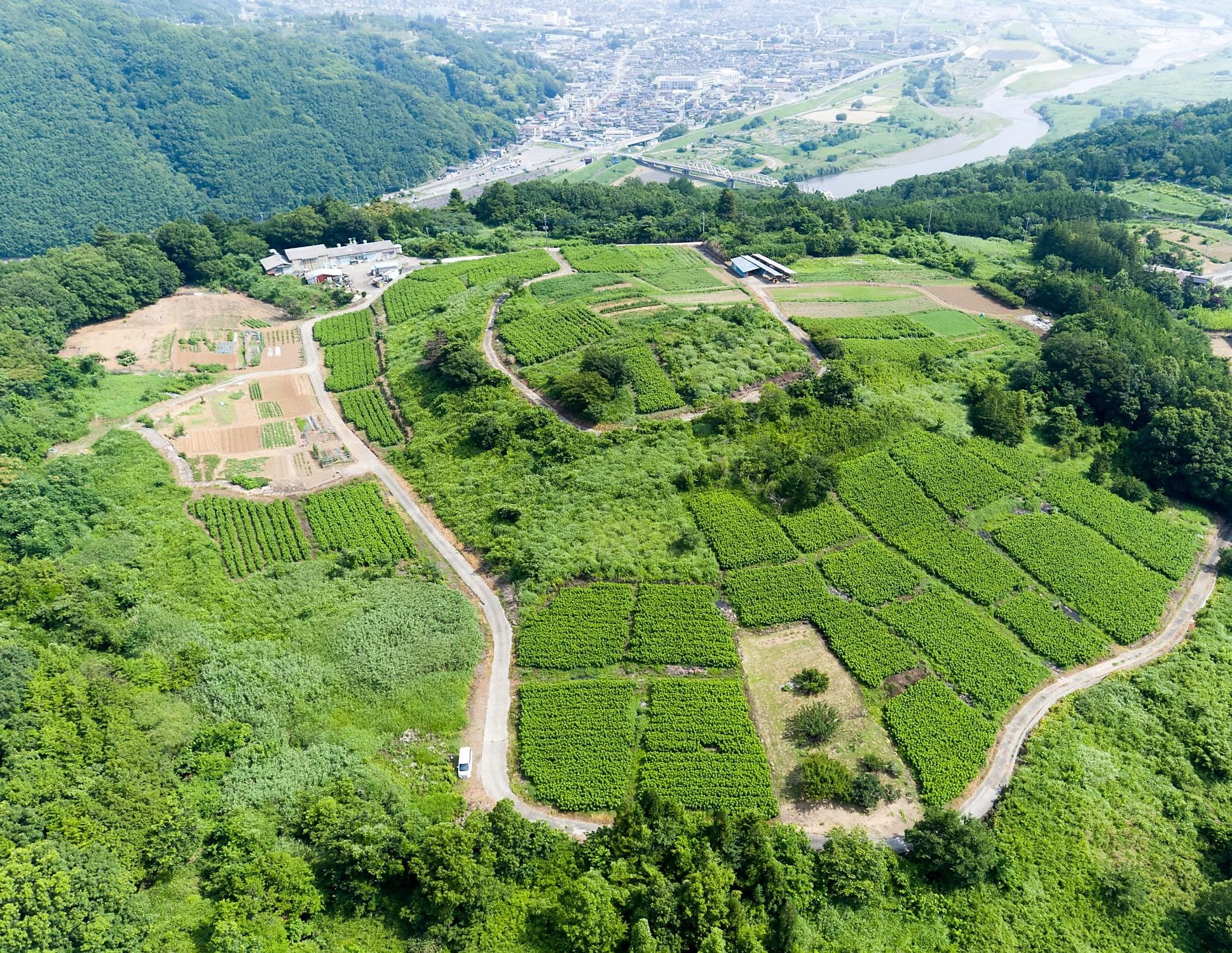 Aerial view of the mulberry farm