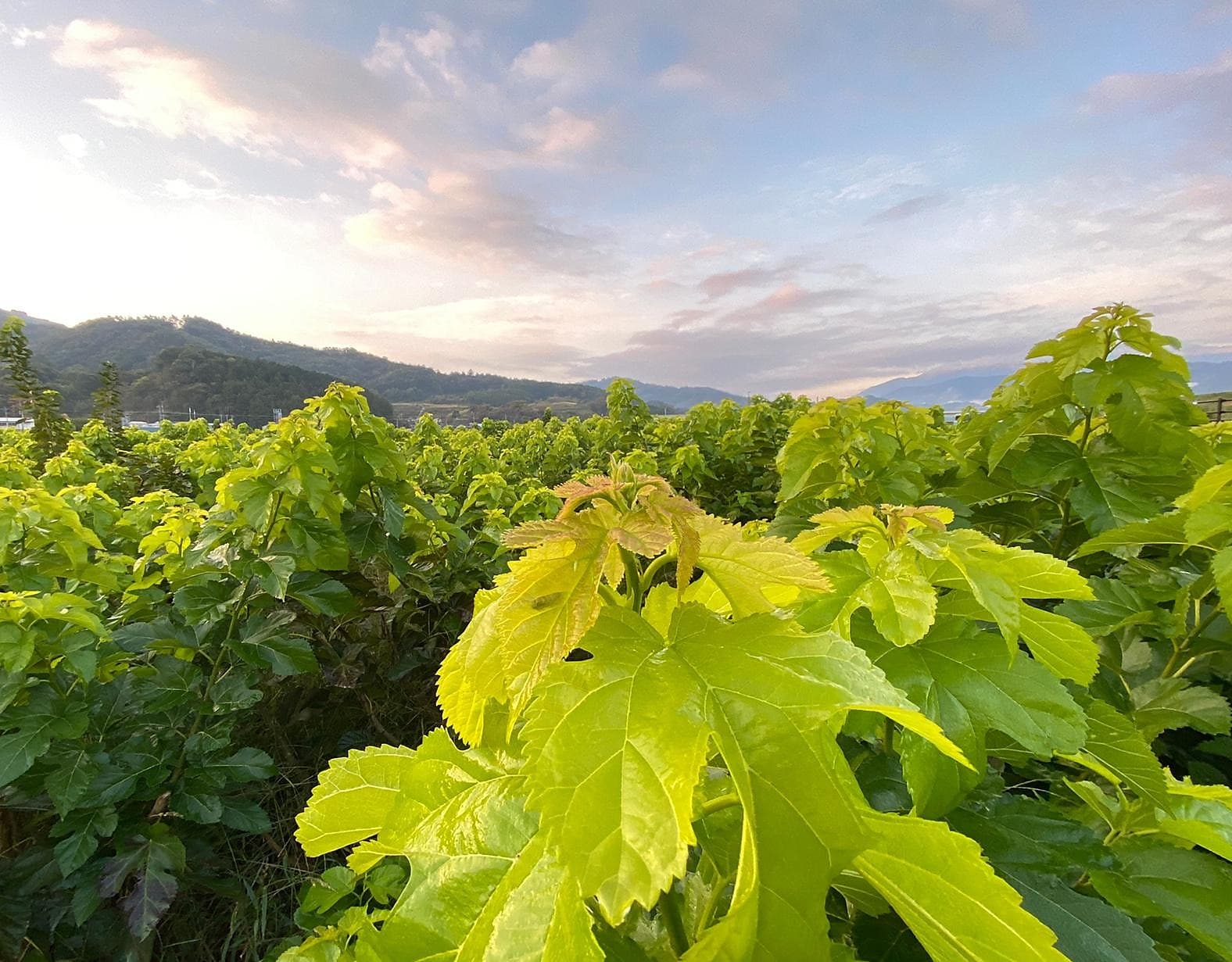 Mulberry farm field at golden hour