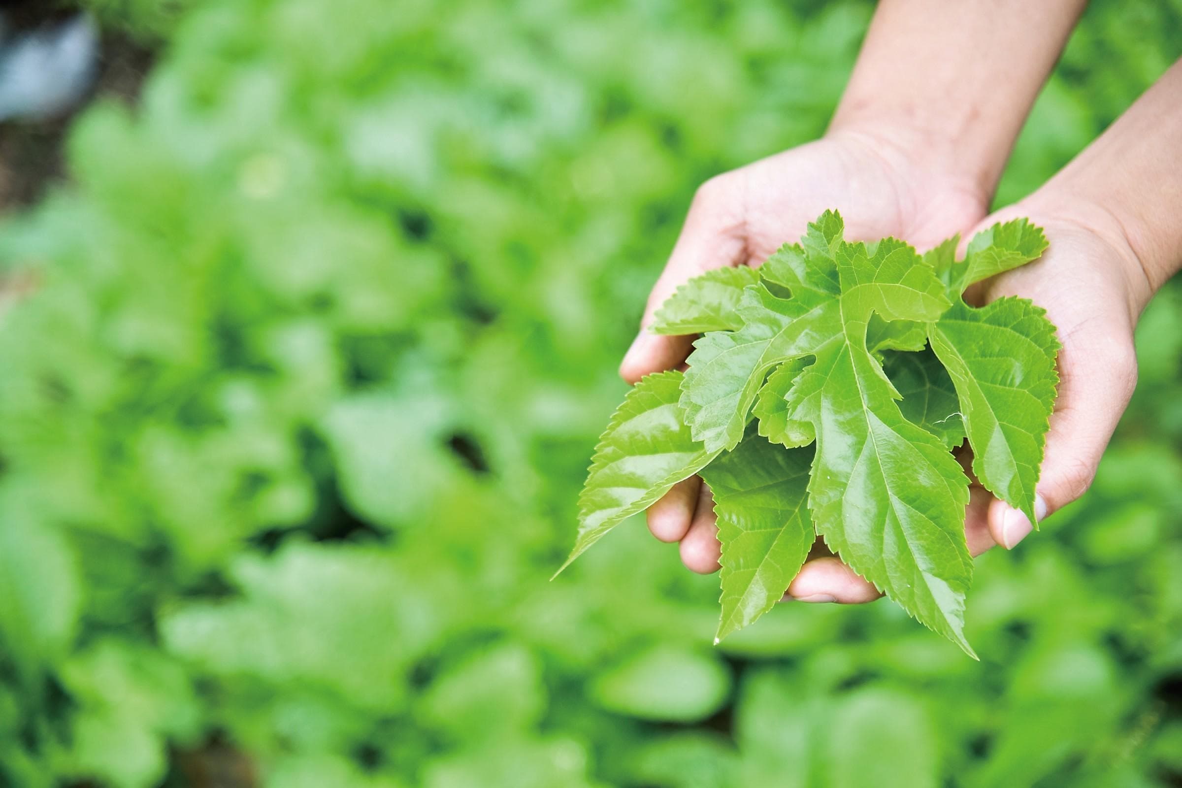Hands holding fresh mulberry leaves harvested from the farm